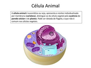 Célula Animal
A célula animal é eucariótica ou seja, apresenta o núcleo individualizado
por membrana (carioteca), distingue-se da célula vegetal pela ausência de
parede celular e de plastos. Pode ser dotada de flagelo, o que não é
comum nas células vegetais.
 