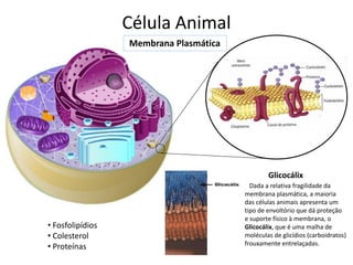 Célula Animal
Membrana Plasmática
Glicocálix
Dada a relativa fragilidade da
membrana plasmática, a maioria
das células animais apresenta um
tipo de envoltório que dá proteção
e suporte físico à membrana, o
Glicocálix, que é uma malha de
moléculas de glicídios (carboidratos)
frouxamente entrelaçadas.
• Fosfolipídios
• Colesterol
• Proteínas
 