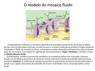O modelo do mosaico fluído
A disposição das moléculas na membrana plasmática foi elucidada recentemente, sendo que os lipídios
formam uma camada dupla e contínua, no meio da qual se encaixam moléculas de proteína. A dupla camada de
fosfolipídios é fluida, de consistência oleosa, e as proteínas mudam de posição continuamente, como se fossem
peças de um mosaico. Esse modelo foi sugerido por dois pesquisadores, Singer e Nicholson, e recebeu o nome
de Modelo Mosaico Fluido.
Os fosfolipídios mantêm a estrutura da membrana, já as proteínas podem estar associadas a diversas
funções. As membranas plasmáticas de células de animais (mamíferos) contêm quantidades particularmente
grande de colesterol. As moléculas de colesterol aumentam as propriedades da barreira da bicamada lipídica e
devido a seus rígidos anéis planos de esteróides diminuem a mobilidade e torna a bicamada lipídica menos
fluida.
 