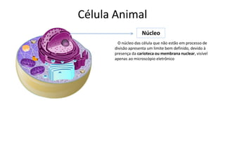 Célula Animal
Núcleo
O núcleo das célula que não estão em processo de
divisão apresenta um limite bem definido, devido à
presença da carioteca ou membrana nuclear, visível
apenas ao microscópio eletrônico
 