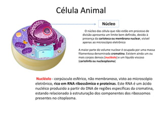 Célula Animal
Núcleo
O núcleo das célula que não estão em processo de
divisão apresenta um limite bem definido, devido à
presença da carioteca ou membrana nuclear, visível
apenas ao microscópio eletrônico
A maior parte do volume nuclear é ocupada por uma massa
filamentosa denominada cromatina. Existem ainda um ou
mais corpos densos (nucléolo) e um líquido viscoso
(cariolinfa ou nucleoplasma)
Nucléolo - corpúsculo esférico, não membranoso, visto ao microscópio
eletrônico, rico em RNA ribossômico e proteínas. Este RNA é um ácido
nucléico produzido a partir do DNA de regiões específicas da cromatina,
estando relacionado à estruturação dos componentes dos ribossomos
presentes no citoplasma.
 
