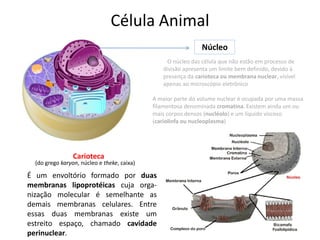 Célula Animal
Núcleo
O núcleo das célula que não estão em processo de
divisão apresenta um limite bem definido, devido à
presença da carioteca ou membrana nuclear, visível
apenas ao microscópio eletrônico
A maior parte do volume nuclear é ocupada por uma massa
filamentosa denominada cromatina. Existem ainda um ou
mais corpos densos (nucléolo) e um líquido viscoso
(cariolinfa ou nucleoplasma)
Carioteca
É um envoltório formado por duas
membranas lipoprotéicas cuja orga-
nização molecular é semelhante as
demais membranas celulares. Entre
essas duas membranas existe um
estreito espaço, chamado cavidade
perinuclear.
(do grego karyon, núcleo e theke, caixa)
 