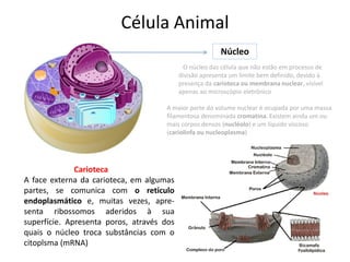 Célula Animal
Núcleo
O núcleo das célula que não estão em processo de
divisão apresenta um limite bem definido, devido à
presença da carioteca ou membrana nuclear, visível
apenas ao microscópio eletrônico
A maior parte do volume nuclear é ocupada por uma massa
filamentosa denominada cromatina. Existem ainda um ou
mais corpos densos (nucléolo) e um líquido viscoso
(cariolinfa ou nucleoplasma)
Carioteca
A face externa da carioteca, em algumas
partes, se comunica com o retículo
endoplasmático e, muitas vezes, apre-
senta ribossomos aderidos à sua
superfície. Apresenta poros, através dos
quais o núcleo troca substâncias com o
citoplsma (mRNA)
 