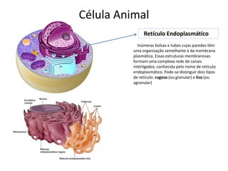 Célula Animal
Retículo Endoplasmático
Inúmeras bolsas e tubos cujas paredes têm
uma organização semelhante à da membrana
plasmática. Essas estruturas membranosas
formam uma complexa rede de canais
interligados, conhecida pelo nome de retículo
endoplasmático. Pode-se distinguir dois tipos
de retículo: rugoso (ou granular) e liso (ou
agranular)
 