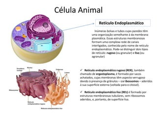 Célula Animal
Retículo Endoplasmático
Inúmeras bolsas e tubos cujas paredes têm
uma organização semelhante à da membrana
plasmática. Essas estruturas membranosas
formam uma complexa rede de canais
interligados, conhecida pelo nome de retículo
endoplasmático. Pode-se distinguir dois tipos
de retículo: rugoso (ou granular) e liso (ou
agranular)
 Retículo endoplasmático rugoso (RER), também
chamado de ergastoplasma, é formado por sacos
achatados, cujas membranas têm aspecto verrugoso
devido à presença de grânulos – osr ibossomos – aderidos
à sua superfície externa (voltada para o citosol).
 Retículo endoplasmático liso (REL) é formado por
estruturas membranosas tubulares, sem ribossomos
aderidos, e, portanto, de superfície lisa.
 