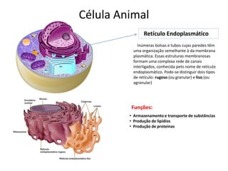 Célula Animal
Retículo Endoplasmático
Inúmeras bolsas e tubos cujas paredes têm
uma organização semelhante à da membrana
plasmática. Essas estruturas membranosas
formam uma complexa rede de canais
interligados, conhecida pelo nome de retículo
endoplasmático. Pode-se distinguir dois tipos
de retículo: rugoso (ou granular) e liso (ou
agranular)
• Armazenamento e transporte de substâncias
• Produção de lipídios
• Produção de proteínas
Funções:
 