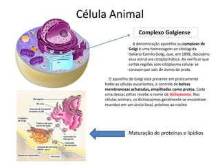 Célula Animal
Complexo Golgiense
A denominação aparelho ou complexo de
Golgi é uma homenagem ao citologista
italiano Camilo Golgi, que, em 1898, descobriu
essa estrutura citoplasmática. Ao verificar que
certas regiões com citoplasma celular se
coravam por sais de ósmio de prata.
O aparelho de Golgi está presente em praticamente
todas as células eucariontes, e consiste de bolsas
membranosas achatadas, empilhadas como pratos. Cada
uma dessas pilhas recebe o nome de dictiossomo. Nas
células animais, os dictiossomos geralmente se encontram
reunidos em um único local, próximo ao núcleo
Maturação de proteínas e lipídios
 