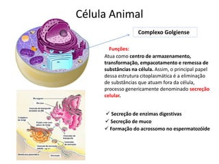 Célula Animal
Complexo Golgiense
Atua como centro de armazenamento,
transformação, empacotamento e remessa de
substâncias na célula. Assim, o principal papel
dessa estrutura citoplasmática é a eliminação
de substâncias que atuam fora da célula,
processo genericamente denominado secreção
celular.
Funções:
 Secreção de enzimas digestivas
 Secreção de muco
 Formação do acrossomo no espermatozóide
 