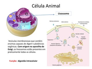 Célula Animal
Lisossomo
Vesículas membranosas que contêm
enzimas capazes de digerir substâncias
orgânicas. Com origem no aparelho de
Golgi, os lisossomos estão presentes em
praticamente todas as células.
Função: digestão intracelular
 