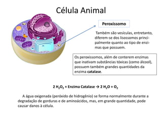 Célula Animal
Peroxissomo
Também são vesículas, entretanto,
diferem-se dos lisossomos princi-
palmente quanto ao tipo de enzi-
mas que possuem.
Os peroxissomos, além de conterem enzimas
que inativam substâncias tóxicas (como álcool),
possuem também grandes quantidades da
enzima catalase.
2 H2O2 + Enzima Catalase → 2 H2O + O2
A água oxigenada (peróxido de hidrogênio) se forma normalmente durante a
degradação de gorduras e de aminoácidos, mas, em grande quantidade, pode
causar danos à célula.
 