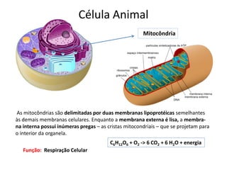 Célula Animal
Mitocôndria
As mitocôndrias são delimitadas por duas membranas lipoprotéicas semelhantes
às demais membranas celulares. Enquanto a membrana externa é lisa, a membra-
na interna possui inúmeras pregas – as cristas mitocondriais – que se projetam para
o interior da organela.
Função: Respiração Celular
C6H12O6 + O2 -> 6 CO2 + 6 H2O + energia
 