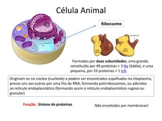 Célula Animal
Ribossomo
Função: Síntese de proteínas
Formados por duas subunidades, uma grande,
constituída por 49 proteínas + 3 Na (Sódio), e uma
pequena, por 33 proteínas + 1 trA.
Originam-se no núcleo (nucléolo) e podem ser encontrados espalhados no citoplasma,
presos uns aos outros por uma fita de RNA, formando polirribossomos, ou aderidos
ao retículo endoplasmático (formando assim o retículo endoplasmático rugoso ou
granular)
Não envolvidos por membranas!
 