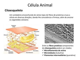 Célula Animal
Citoesqueleto
Um verdadeiro emaranhando de vários tipos de fibras de proteínas cruza a
célula em diversas direções, dando-lhe consistência e firmeza, além de ancorar
os organóides celulares
Entre as fibras protéicas componentes
do citoesqueleto podem ser citados:
 Microfilamentos de actina
 Microtúbulos (tubulina)
 Filamentos intermediários (queratina)
 