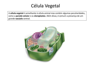 Célula Vegetal
A célula vegetal é semelhante à célula animal mas contém algumas peculiaridades,
como a parede celular e os cloroplastos. Além disso, é comum a presença de um
grande vacúolo central.
 