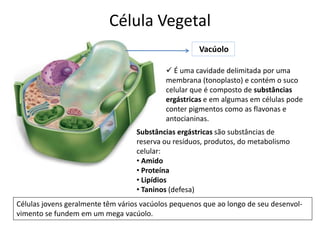 Célula Vegetal
Vacúolo
 É uma cavidade delimitada por uma
membrana (tonoplasto) e contém o suco
celular que é composto de substâncias
ergástricas e em algumas em células pode
conter pigmentos como as flavonas e
antocianinas.
Substâncias ergástricas são substâncias de
reserva ou resíduos, produtos, do metabolismo
celular:
• Amido
• Proteína
• Lipídios
• Taninos (defesa)
Células jovens geralmente têm vários vacúolos pequenos que ao longo de seu desenvol-
vimento se fundem em um mega vacúolo.
 