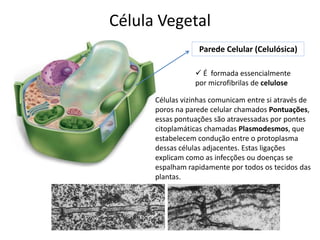 Célula Vegetal
Parede Celular (Celulósica)
 É formada essencialmente
por microfibrilas de celulose
Células vizinhas comunicam entre si através de
poros na parede celular chamados Pontuações,
essas pontuações são atravessadas por pontes
citoplamáticas chamadas Plasmodesmos, que
estabelecem condução entre o protoplasma
dessas células adjacentes. Estas ligações
explicam como as infecções ou doenças se
espalham rapidamente por todos os tecidos das
plantas.
 
