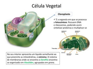 Célula Vegetal
Cloroplasto
 É a organela em que se processa
a fotossíntese. Possuem DNA
e ribossomos, podendo assim
sintetizar proteínas e multiplicar-se
No seu interior apresenta um líquido semelhante ao
que preenche as mitocôndrias, o estroma. O sistema
de membranas onde se encontra a clorofila encontra-
se organizado em tilacóides, agrupados em grana.
 