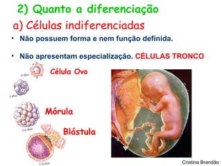 2) Quanto a diferenciação
a) Células indiferenciadas
• Não possuem forma e nem função definida.

• Não apresentam especialização. CÉLULAS TRONCO

          Célula Ovo




        Mórula

             Blástula


                                             Cristina Brandão
 
