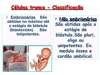 Células tronco - Classificação
 Embrionárias São        Não embrionárias
obtidas no máximo até
 o estágio de blástula   São obtidas após o
 (blastocisto). São          estágio de
     totipotentes.       blástula.São pluri,
                               oligo ou
                          unipotentes. Ex.
                           medula óssea e
                          cordão umbilical.
 