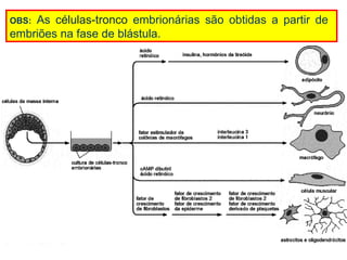 OBS:As células-tronco embrionárias são obtidas a partir de
embriões na fase de blástula.
 