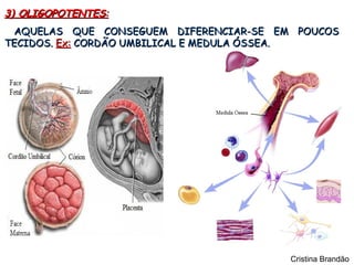 3) OLIGOPOTENTES:
 AQUELAS QUE CONSEGUEM DIFERENCIAR-SE EM POUCOS
TECIDOS. Ex: CORDÃO UMBILICAL E MEDULA ÓSSEA.




                                        Cristina Brandão
 