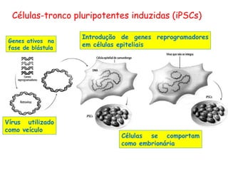 Células-tronco pluripotentes induzidas (iPSCs)

                    Introdução de genes reprogramadores
 Genes ativos na
 fase de blástula
                    em células epiteliais




Vírus utilizado
como veículo
                              Células se comportam
                              como embrionária
 