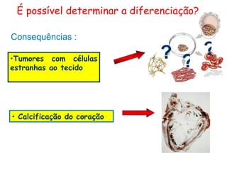 É possível determinar a diferenciação?

Consequências :

•Tumores com células          ? ? ?
estranhas ao tecido




• Calcificação do coração
 