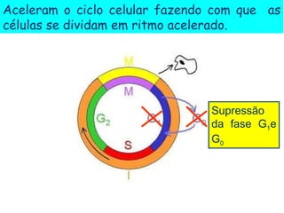 Aceleram o ciclo celular fazendo com que as
células se dividam em ritmo acelerado.




                                Supressão
                                da fase G1e
                                G0
 