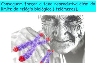 Conseguem forçar a taxa reprodutiva além do
limite do relógio biológico ( telômeros).
 