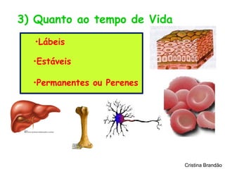 3) Quanto ao tempo de Vida
  •Lábeis

  •Estáveis

  •Permanentes ou Perenes




                             Cristina Brandão
 