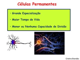 Células Permanentes

• Grande Especialização

• Maior Tempo de Vida

• Menor ou Nenhuma Capacidade de Divisão




                                       Cristina Brandão
 