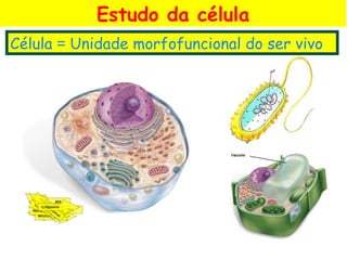 Estudo da célula
Célula = Unidade morfofuncional do ser vivo
 