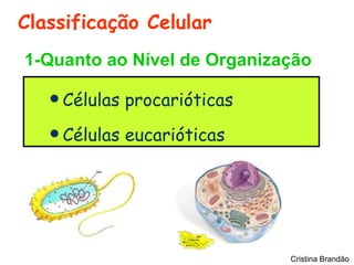 Classificação Celular
1-Quanto ao Nível de Organização

    Células   procarióticas
    Células   eucarióticas




                               Cristina Brandão
 