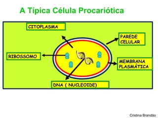 A Típica Célula Procariótica
      CITOPLASMA

                                 PAREDE
                                 CELULAR


RIBOSSOMO
                                 MEMBRANA
                                 PLASMÁTICA



              DNA ( NUCLEOIDE)




                                    Cristina Brandão
 