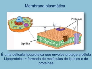 Membrana plasmática
É uma película lipoproteica que envolve protege a célula
Lipoproteica = formada de moléculas de lipídios e de
proteínas
 