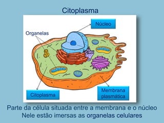Citoplasma
Membrana
plasmática
Citoplasma
Núcleo
Parte da célula situada entre a membrana e o núcleo
Nele estão imersas as organelas celulares
Organelas
 