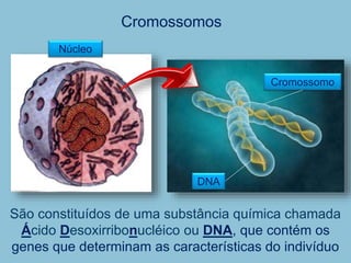 Cromossomos
Cromossomo
São constituídos de uma substância química chamada
Ácido Desoxirribonucléico ou DNA, que contém os
genes que determinam as características do indivíduo
DNA
Núcleo
 