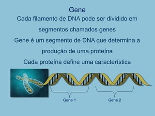 Cada filamento de DNA pode ser dividido em
segmentos chamados genes
Gene é um segmento de DNA que determina a
produção de uma proteína
Cada proteína define uma característica
Gene 2
Gene 1
Gene
 