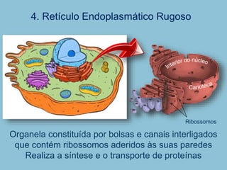 4. Retículo Endoplasmático Rugoso
Organela constituída por bolsas e canais interligados
que contém ribossomos aderidos às suas paredes
Realiza a síntese e o transporte de proteínas
Ribossomos
 