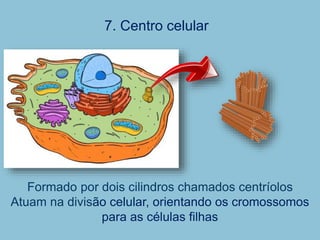 7. Centro celular
Formado por dois cilindros chamados centríolos
Atuam na divisão celular, orientando os cromossomos
para as células filhas
 