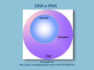 Animação em
http://giphy.com/gifs/biology-primer-mRI1hW0ZBVUly
DNA e RNA
 