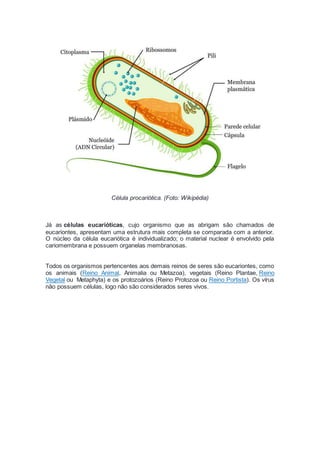 Célula procariótica. (Foto: Wikipédia)
Já as células eucarióticas, cujo organismo que as abrigam são chamados de
eucariontes, apresentam uma estrutura mais completa se comparada com a anterior.
O núcleo da célula eucariótica é individualizado; o material nuclear é envolvido pela
cariomembrana e possuem organelas membranosas.
Todos os organismos pertencentes aos demais reinos de seres são eucariontes, como
os animais (Reino Animal, Animalia ou Metazoa), vegetais (Reino Plantae, Reino
Vegetal ou Metaphyta) e os protozoários (Reino Protozoa ou Reino Portista). Os vírus
não possuem células, logo não são considerados seres vivos.
 