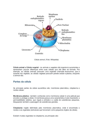 Célula animal. (Foto: Wikipédia)
Célula animal x Célula vegetal - os animais e vegetais são organismo eucariontes e
apresentam poucas diferenças entre suas células que vão além do formato. Por
exemplo, as células animais possuem uma organela chamada lisossomos, que é
ausente nos vegetais; as células vegetais possuem parede celular e plastos, enquanto
a animal não.
Partes da célula
As principais partes da célula eucariótica são: membrana plasmática, citoplasma e
núcleo celular.
Membrana plástica - também conhecida como membrana celular é uma película que
encobre e protege a célula. A membrana possui uma característica muito importante: a
permeabilidade seletiva, que regula a entrada e a saída de substâncias pequenas,
bloqueando também a passagem de substâncias grandes.
Citoplasma - região delimitada pela membrana plasmática, onde é encontrado o
núcleo e as organelas (estruturas que funcionam como pequenos órgãos da célula).
Existem muitas organelas no citoplasma, as principais são:
 