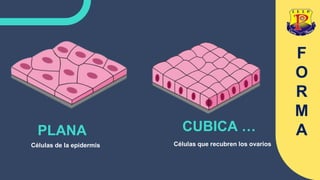 CUBICA …
PLANA
F
O
R
M
A
Células de la epidermis Células que recubren los ovarios
 