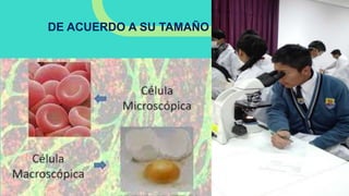 DE ACUERDO A SU TAMAÑO
 