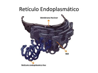 Retículo Endoplasmático
 