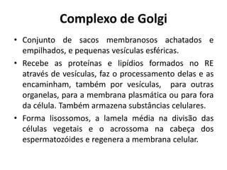 Complexo de Golgi
• Conjunto de sacos membranosos achatados e
empilhados, e pequenas vesículas esféricas.
• Recebe as proteínas e lipídios formados no RE
através de vesículas, faz o processamento delas e as
encaminham, também por vesículas, para outras
organelas, para a membrana plasmática ou para fora
da célula. Também armazena substâncias celulares.
• Forma lisossomos, a lamela média na divisão das
células vegetais e o acrossoma na cabeça dos
espermatozóides e regenera a membrana celular.
 