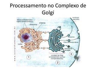 Processamento no Complexo de
Golgi
 