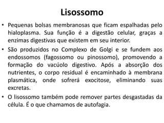 Lisossomo
• Pequenas bolsas membranosas que ficam espalhadas pelo
hialoplasma. Sua função é a digestão celular, graças a
enzimas digestivas que existem em seu interior.
• São produzidos no Complexo de Golgi e se fundem aos
endossomos (fagossomo ou pinossomo), promovendo a
formação do vacúolo digestivo. Após a absorção dos
nutrientes, o corpo residual é encaminhado à membrana
plasmática, onde sofrerá exocitose, eliminando suas
excretas.
• O lisossomo também pode remover partes desgastadas da
célula. É o que chamamos de autofagia.
 