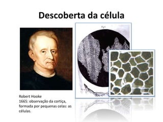 Descoberta da célula
Robert Hooke
1665: observação da cortiça,
formada por pequenas celas: as
células.
 